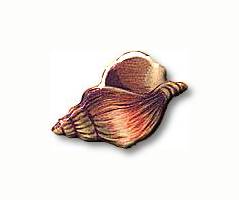 Shankha